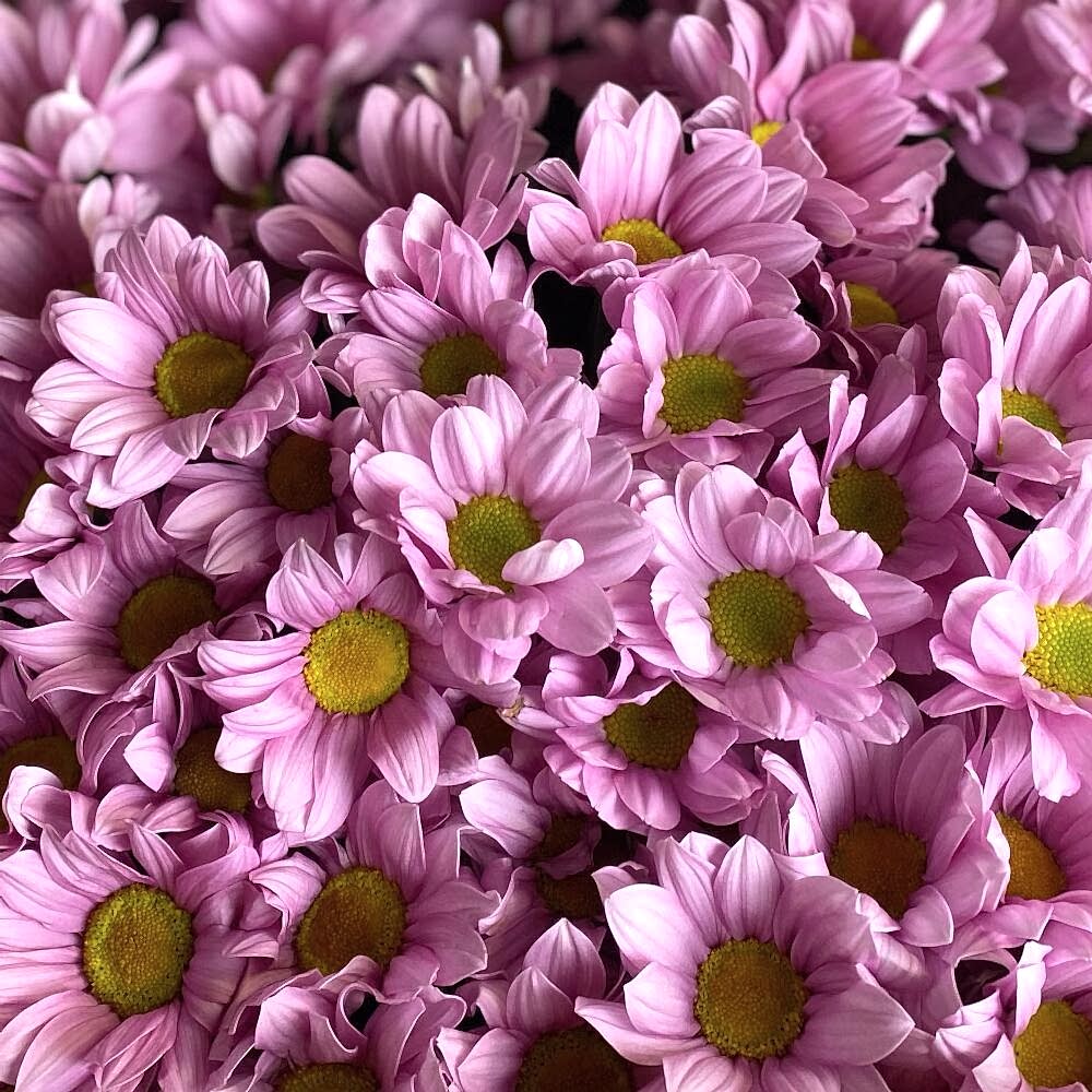 Pembe Papatya Buketi