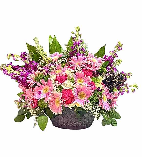 Alanur Pembe Gerbera Serisi