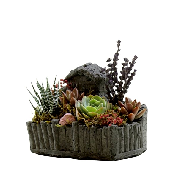 Dekoratif Saksıda Echeveria