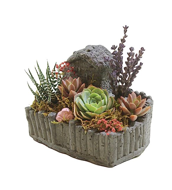 Dekoratif Saksıda Echeveria