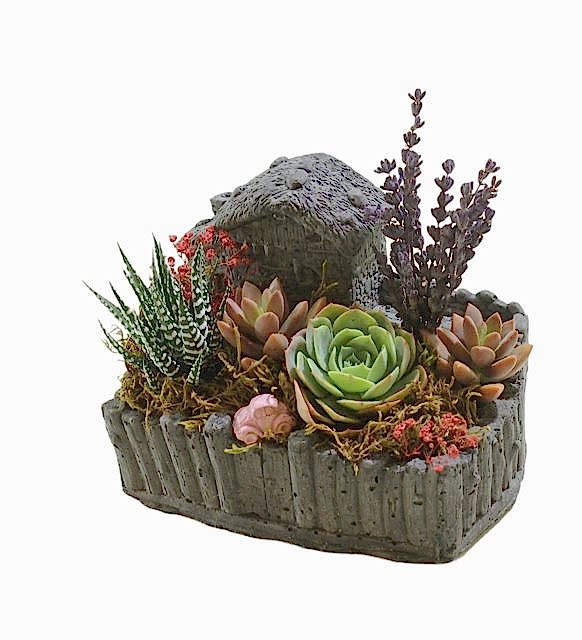 Dekoratif Saksıda Echeveria