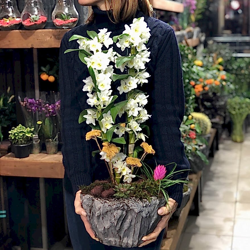 Dendrobium Orkidesi