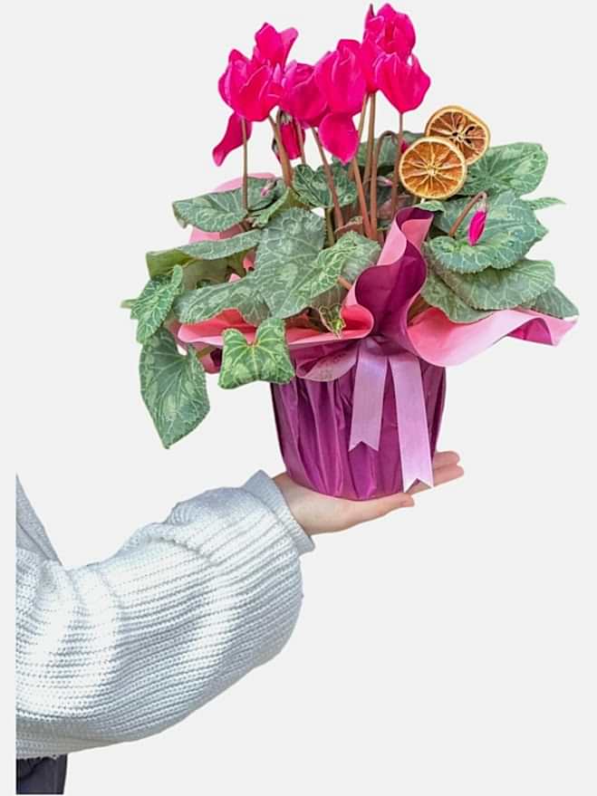  Cyclamen Siklamen Çiçeği