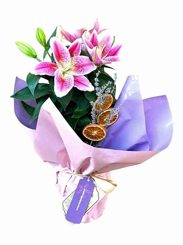 Saksıda Pembe Lilium 