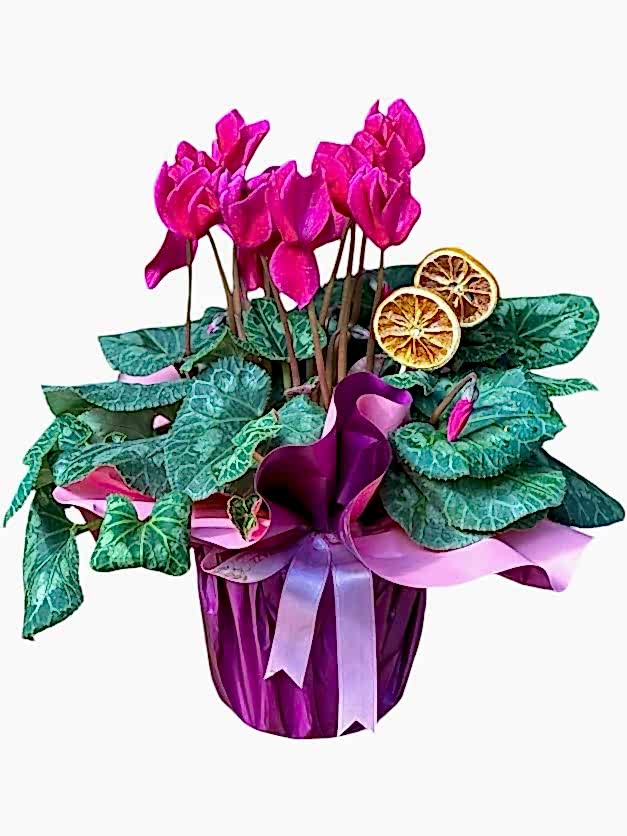  Cyclamen Siklamen Çiçeği