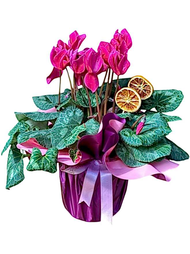  Cyclamen Siklamen Çiçeği